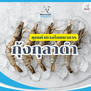 คุณค่าทางโภชนาการกุ้งกุลาดำ