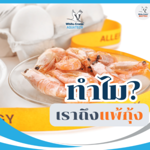 ทำไมเราแพ้กุ้ง