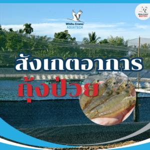 สังเกตอาการกุ้งป่วย